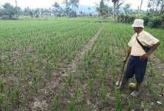 Musim Kemarau, Petani Diimbau Tanam Palawija