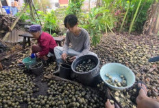 Berkah Ramadan, Petani Desa Pungguk Beringang Raup Cuan dari Kolang-Kaling