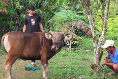  Idul Adha, Segini Jumlah Hewan Kurban yang Dipotong di Lebong