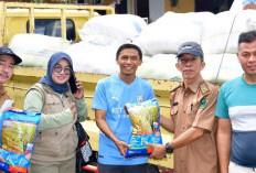 104 Kelompok Tani di Rejang Lebong Terima Bibit Padi Unggul Kementerian Pertanian