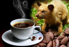 Khasiat Kopi Luwak, Salah Satunya Bisa Mencegah Kanker Payudara 