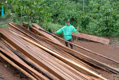 Puluhan Balok Kayu Ditemukan di HL Bukit Daun dekat Rindu Hati Bengkulu Tengah 