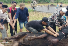 Warga Pelangkian Laksanakan Penyembelihan Kurban 5 Ekor Sapi dan 2 Kambing