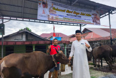 Idul Adha Tahun 2026: Hewan Kurban di Kepahiang Berkurang 20 Ekor