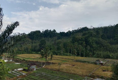 Meski Rebutan Stok di Kios, Petani Lebih Pilih Pupuk Bersubsidi!