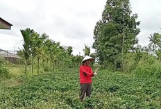 Harga Pupuk Bersubsidi Turun, Petani Kepahiang Minta Pengawasan Diperketat