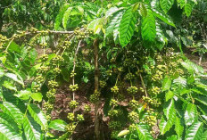 Harga Kopi Robusta Terus Naik, Dimulai Rp 67 Ribu hingga Rp 69 Ribu per Kilogram 