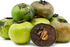  Khasiat Buah Black Sapote yang Jarang Diketahui 