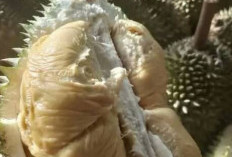 Panggung Raja Buah: Festival Durian Siap Digelar di Rejang Lebong