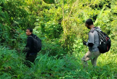 Seekor Beruang Berkeliaran di Komplek Perkantoran Kepahiang? BKSDA Turun Gunung