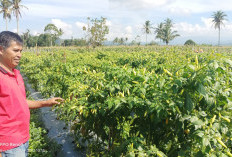  Harga Cabai Rawit Anjlok, Petani di Kepahiang Terancam Merugi