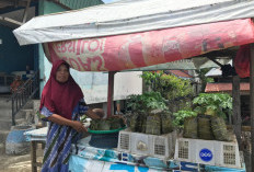  Lestarikan Kuliner Khas Bengkulu, Begini Kisah Ibu Gadis Penjual Pendap dan Kue Bongkol 