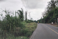  Bahu Jalan Nasional di Ujan Mas Mulai Longsor