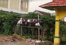 Pemandangan Unik Warga Buang Sampah di Kabupaten Kepahiang