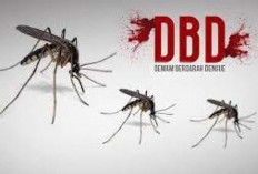 Tahun 2024, Kasus DBD di Lebong Meningkat
