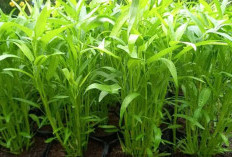 Tips Bertani di Pekarangan Rumah