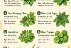7 Tanaman Herbal untuk Kesehatan Kulit: Ini Cara Pakai yang Aman & Efektif