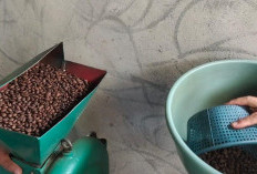 Rasa Kopi Robusta yang Kuat Tergantung Daerah Penghasil