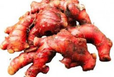 5 Herbal Ampuh Atasi Hipertensi Tanpa Efek Samping 