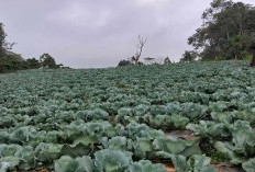 Petani Wajib Tahu, Kesalahan Menanam Kol yang Harus Dihindari