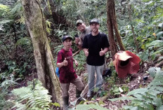 Bunga Rafflesia Mekar di Kepahiang Dikunjungi Turis Belgia 