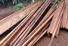  Dugaan Ilegal Logging di Bukit Daun, KPHL Sita Kayu Medang dan Meranti