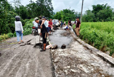 Badan Jalan Desa Amblas, Warga Karang Endah Gotong Royong 