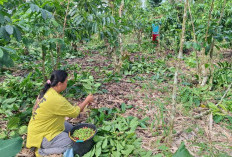Kepahiang Dicanangkan Dapat Bantuan Bibit Kopi 350 Ha!