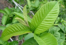 4 Manfaat Daun Jambu Biji untuk Kesehatan Wajah 