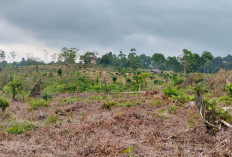  Belasan Hektare Lahan Bekas Tambang di Bengkulu Tengah Ditanami Kelapa Sawit Tanpa Izin