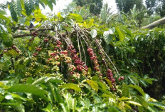 Penghujung Musim Panen, Harga Kopi di Kepahiang Naik Terus Hingga Segini!