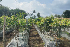 Harga Cabai Rawit di Kabupaten Kepahiang Berangsur Naik: Segini Harganya!