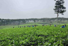 Sejarah Kebun Teh Kabawetan Kepahiang (Bagian III), Gonta - ganti Pengelola Hingga PT. SMM