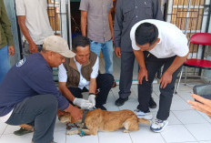 435 Anjing dan Kucing di Curup Utara Disuntik VAR