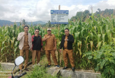 Program Ketahanan Pangan Desa Kelobak Kabupaten Kepahiang: Jagung Siap Panen di Akhir Oktober