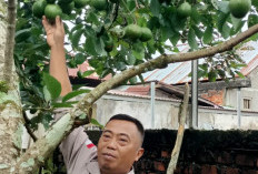Tanam Alpukat di Belakang Rumah: Warga Karang Anyar Raup Jutaan Rupiah
