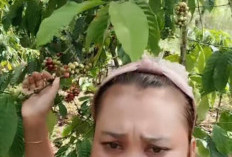 Viral di Medsos: Buah Kopi Warga Benuang Galing Habis Dicuri di Batang