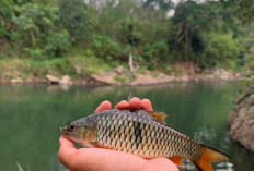 Umpan Paling Jitu Mancing Ikan Hampala di Anak Sungai Musi