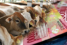 Polres Bengkulu Tengah Pastikan Ada Tersangka Baru Kasus Dugaan Korupsi Penggemukan Sapi 