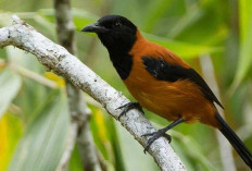 Burung Pitohui Berkeliaran di Indonesia: Paling Beracun & Efeknya Sangat Berbahaya