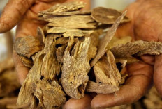 Tanaman 'Harta Karun' RI Ternyata Dipakai Nabi Muhammad Buat Ibadah 