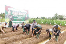 Dukung Program Swasembada Pangan, Pemkot dan Polresta Bengkulu Tanam Jagung