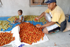 Panen Melimpah, Harga Tomat di Kabupaten Kepahiang Justru Anjlok: Petani Kesulitan Jual di Toke