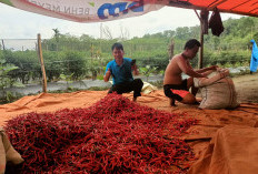 Harga Cabai di Kepahiang Anjlok: Petani Terancam Merugi