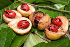  Manfaat Buah Pala yang Belum Banyak Diketahui 