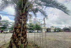 Boleh Saja Foto, Pohon Kurma di Masjid Agung Jangan Diusik