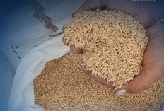 Bulog Cabang Rejang Lebong Serap 221 Ton Beras Petani 