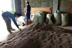 Berkah Ramadan, Harga Kopi Robusta Kepahiang Terus Alami Kenaikan, Berapa?