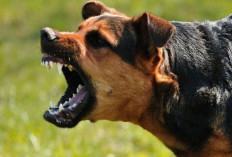 8 Warga Lebong Digigit Anjing Liar, Diduga Anjing Gila
