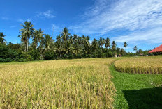 Perum Bulog Bengkulu Pastikan Serap Gabah dan Beras Petani Lokal